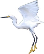 SmallHeron1